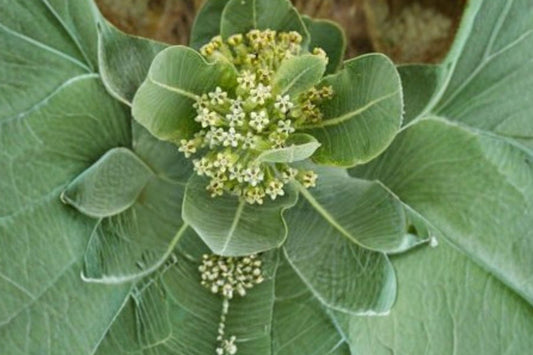10 Western Sand Milkweed Seeds – Asclepias arenaria – Monarch Host Plant