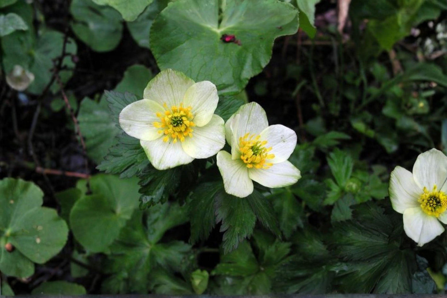 50 American Globeflower Seeds – Trollius laxus albiflorus – Rare Native Wildflower – Shade Garden Perennial
