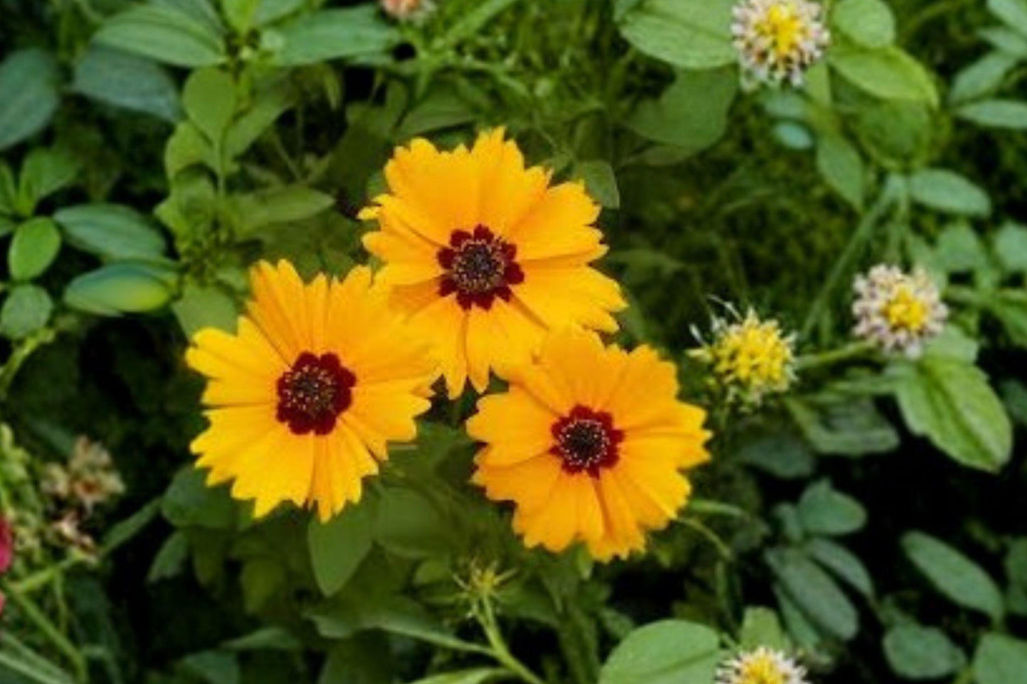 100 Golden Wave Tickseed Seeds – Coreopsis basalis – Native Annual Wildflower – Pollinator Plant