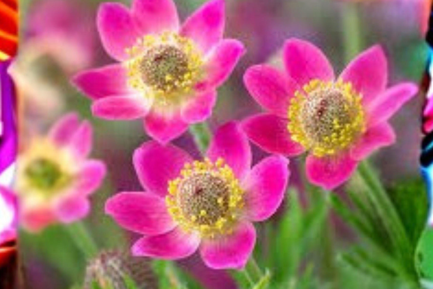 100 Seeds Anemone multifida — Windflower, Colorful Native Perennial for Gardens & Meadows