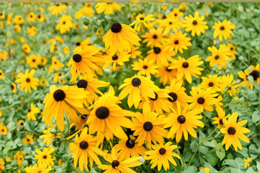 100 mg Black-eyed Susan Seeds (Rudbeckia hirta) – Bright Yellow Native Wildflower for Pollinator Gardens