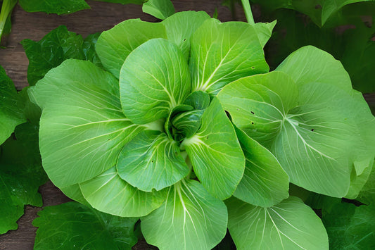 300 Komatsuna Seeds: Mustard Green Spinach Tendergreen for Asian Cooking