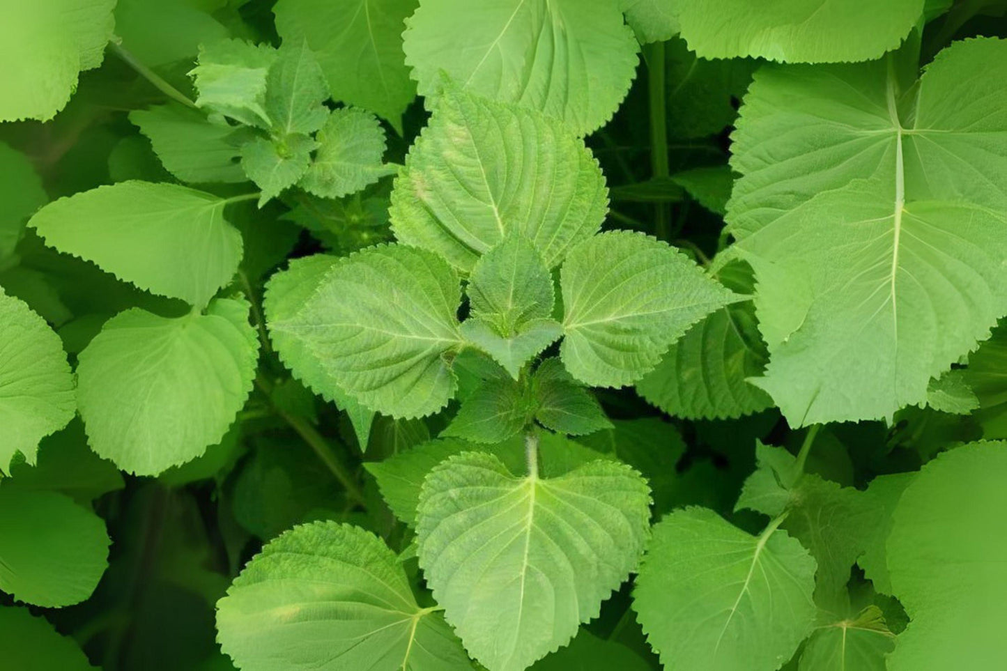Red Aka Shiso Herb Seeds: Asian Culinary Perilla - 100 Seeds