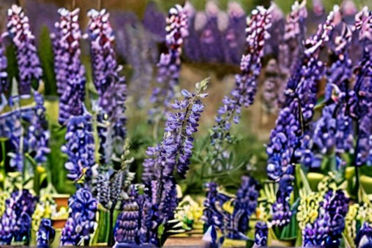 500 mg Large Leaf Lupine Seeds (Lupinus polyphyllus) – Colorful Perennial Wildflower for Pollinator Gardens