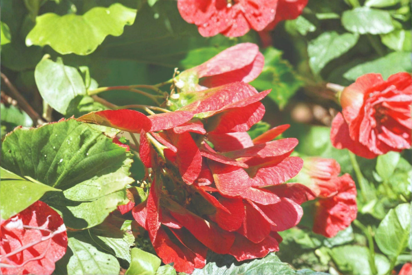 Tatarian Maple Seeds: Ornamental Tree with Red Wings (10 Seeds)