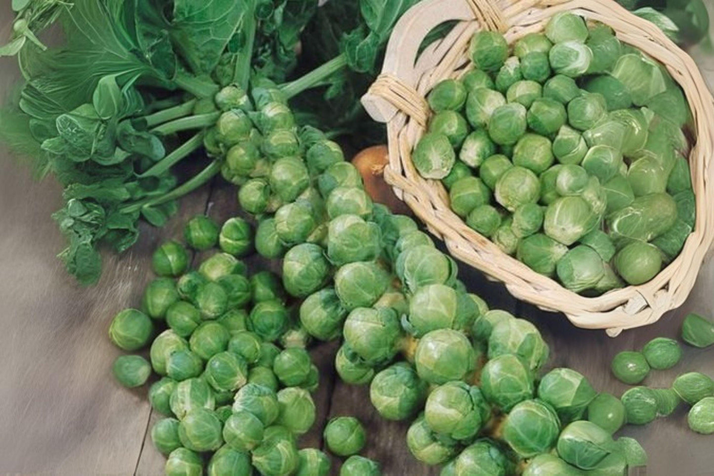 250 Brussels Sprouts Long Island Improved Seeds – Heirloom, Compact Plants with Tender, Flavorful Sprouts