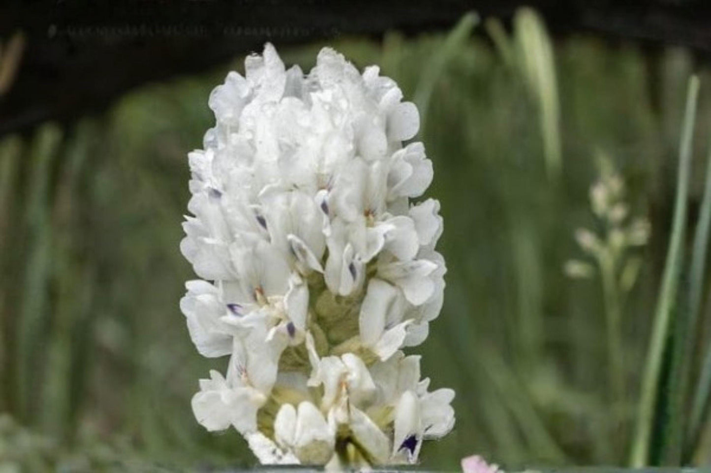 25 Silky Locoweed Seeds – Oxytropis sericea – Native Wildflower – Drought Tolerant – Prairie Plant Seeds