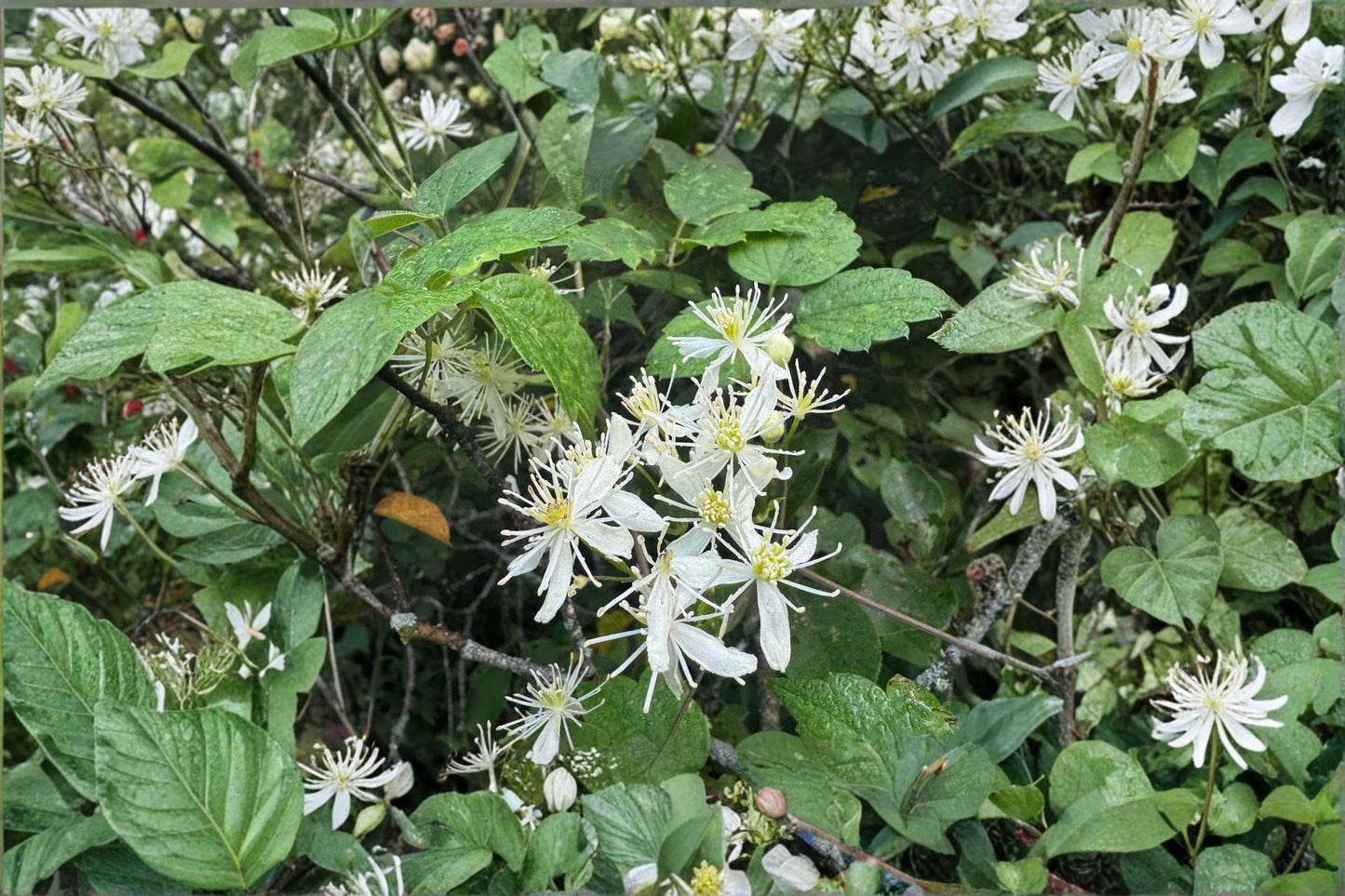 Virgin's Bower Vine Seeds: Fragrant White Clematis (100 mg)