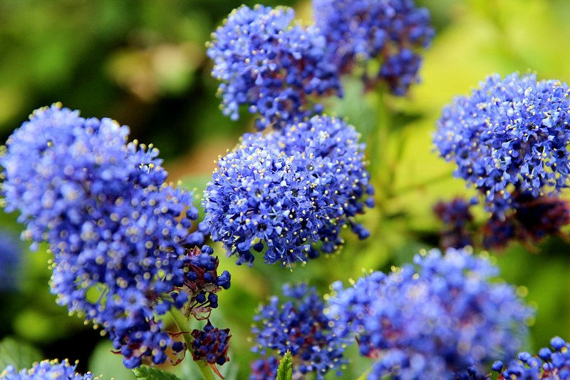 Ceanothus CALIFORNIA LILAC 3 Unrooted 6" Live Flower Plant Cuttings Shrub Bush