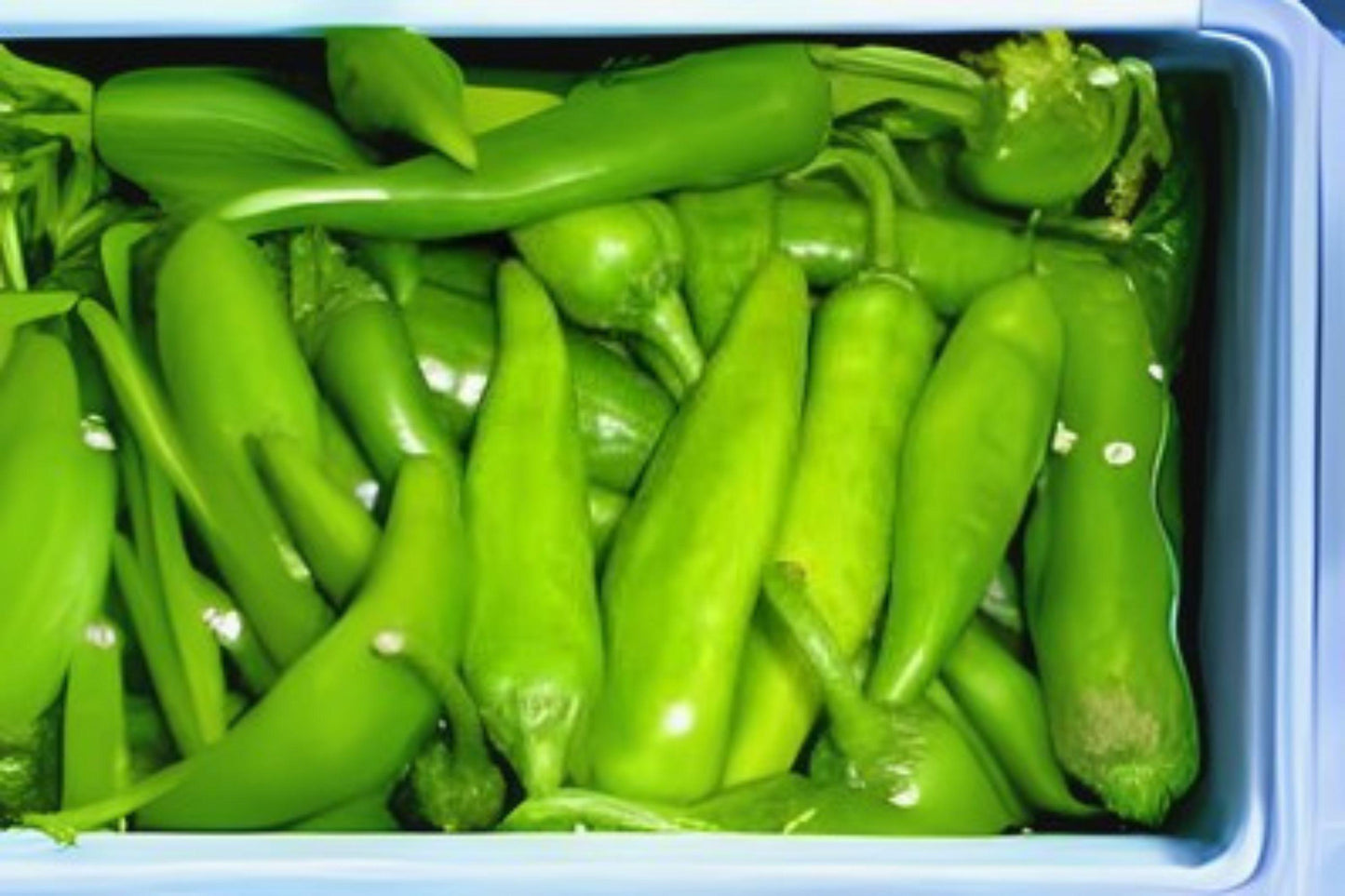 Hatch Giuzeppi Hot Pepper Seeds: 250 mg Non-GMO Chili Variety
