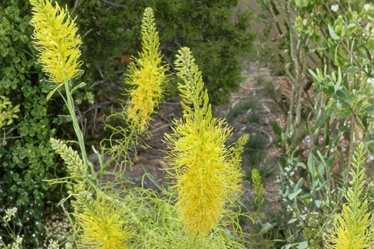 40 Prince’s Plume Seeds – Stanleya pinnata – Native Wildflower – Drought Tolerant – Yellow Desert Flower