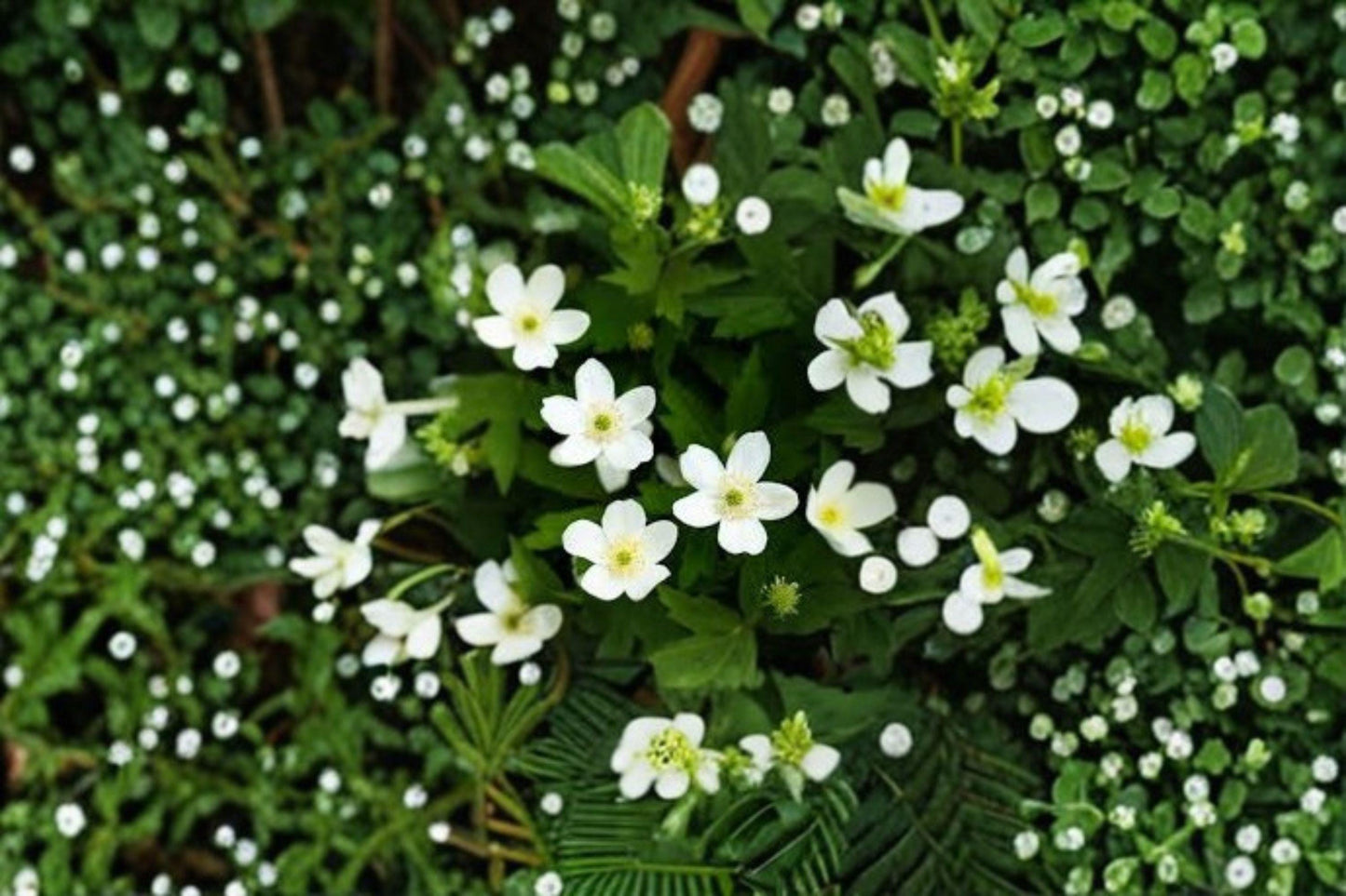 Canada Anemone Seeds: Native Wildflower, Pollinator Garden (100 Seeds)