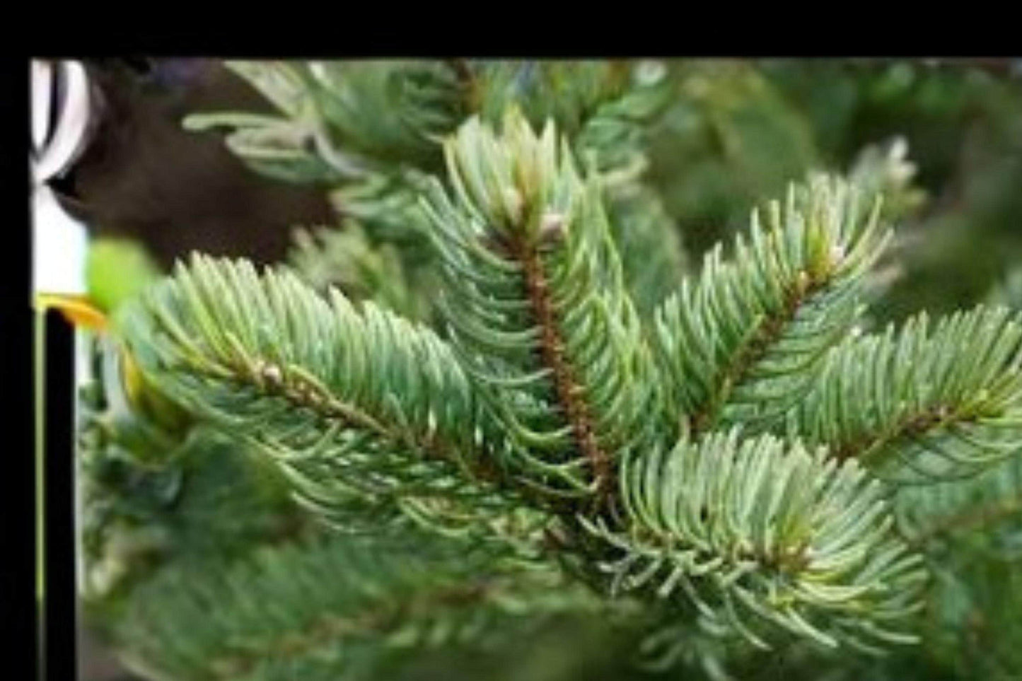 Balsam Fir Tree Seeds: Fragrant Evergreen Christmas Tree (250 mg)