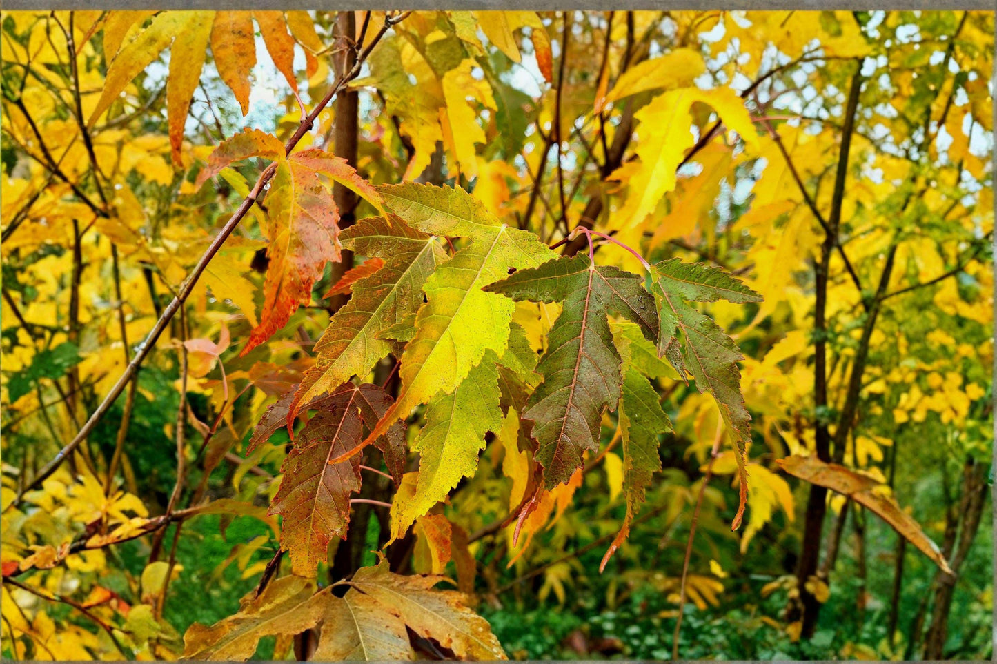 10 Amur Maple Seeds: Acer Ginnala, Red Fall Foliage