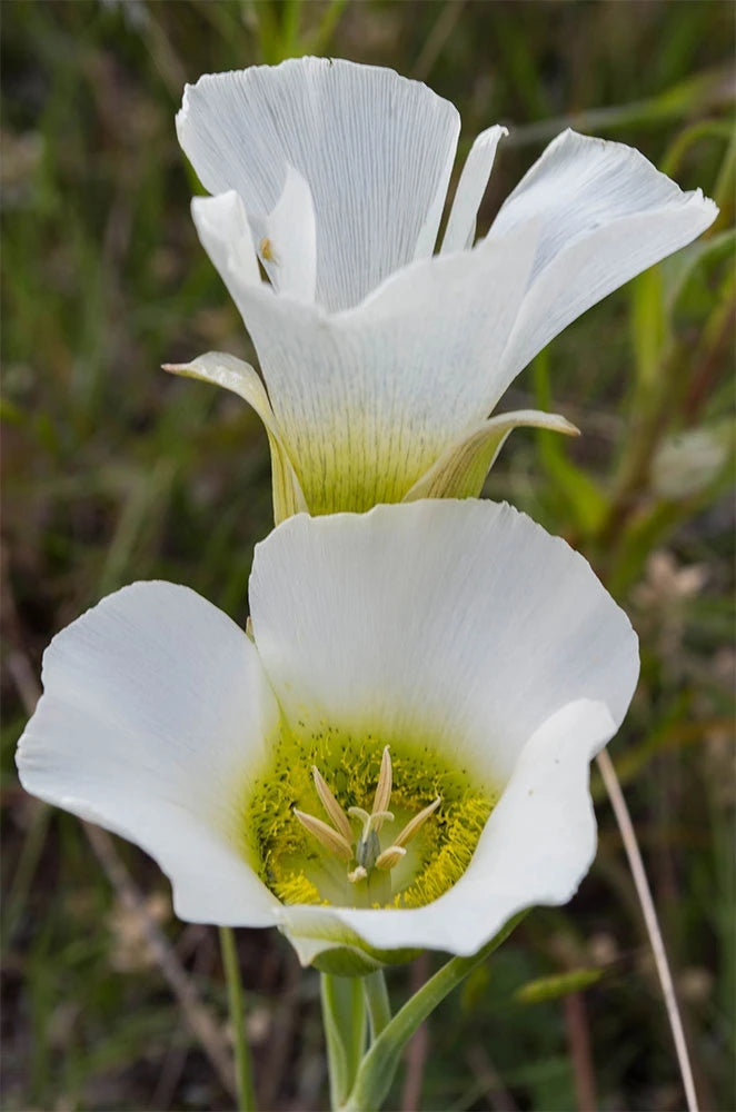 30 Calochortus gunnisonii Seeds | Rocky Mountain Mariposa Lily | Gunnison Mariposa Lily | Native Perennial Wildflower