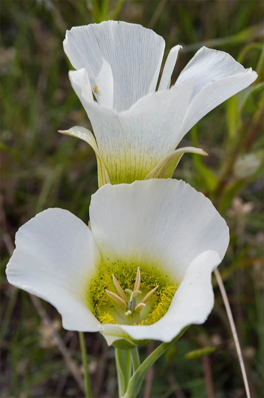 30 Calochortus gunnisonii Seeds | Rocky Mountain Mariposa Lily | Gunnison Mariposa Lily | Native Perennial Wildflower