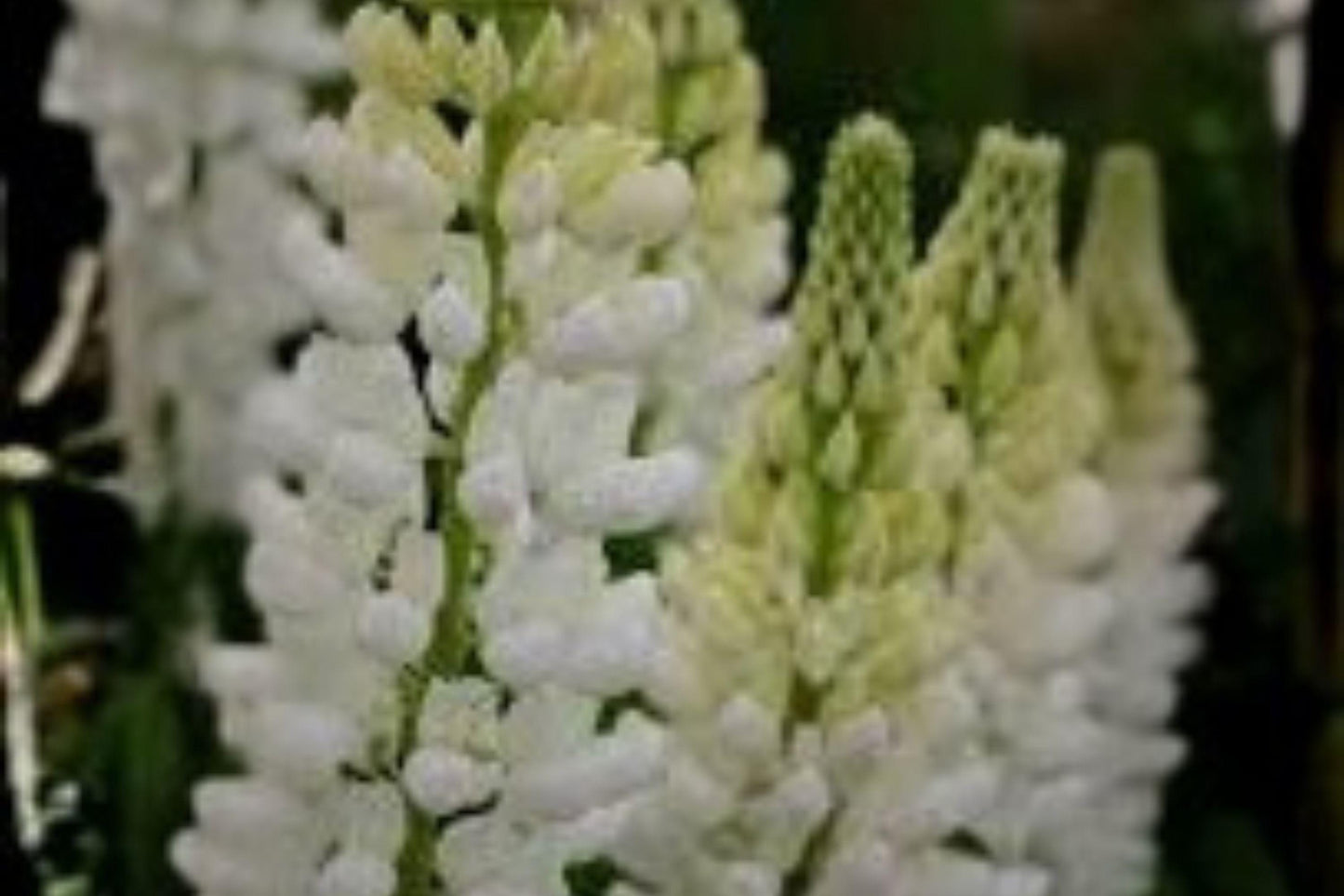 White Lupine Seeds: Perennial Lupinus polyphyllus for Pollinator Gardens