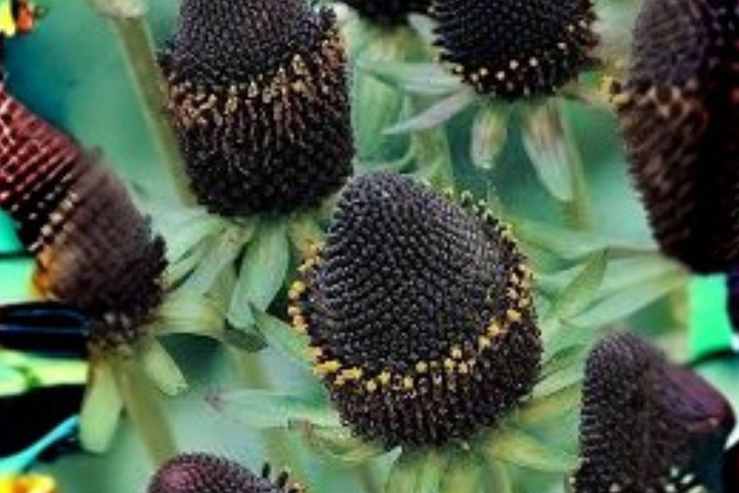 75 Western Coneflower Seeds – Rudbeckia occidentalis – Native Wildflower – Pollinator Plant – Unique Perennial