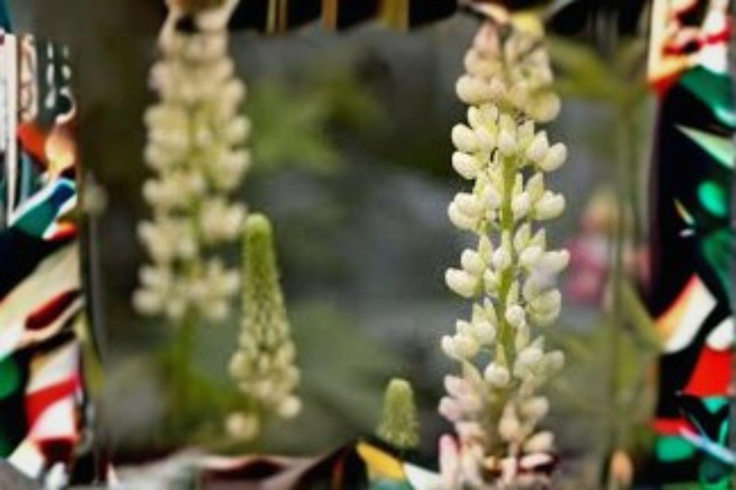White Lupine Seeds: Perennial Lupinus polyphyllus for Pollinator Gardens