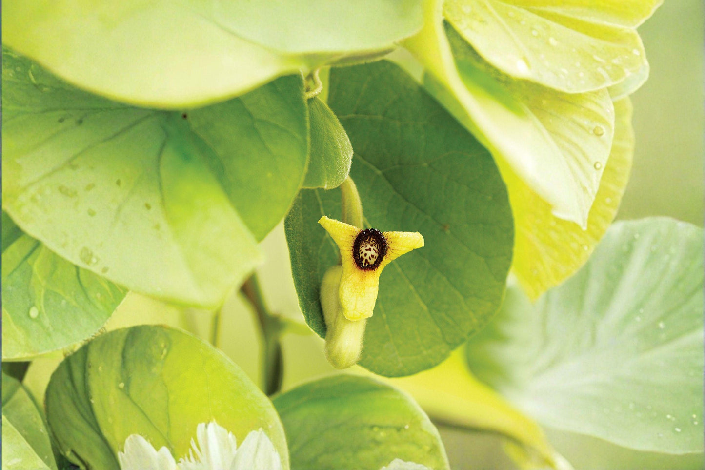 10 Woolly Dutchmans Pipevine Seeds – Aristolochia tomentosa – Native Vine – Butterfly Host Plant – Shade Tolerant