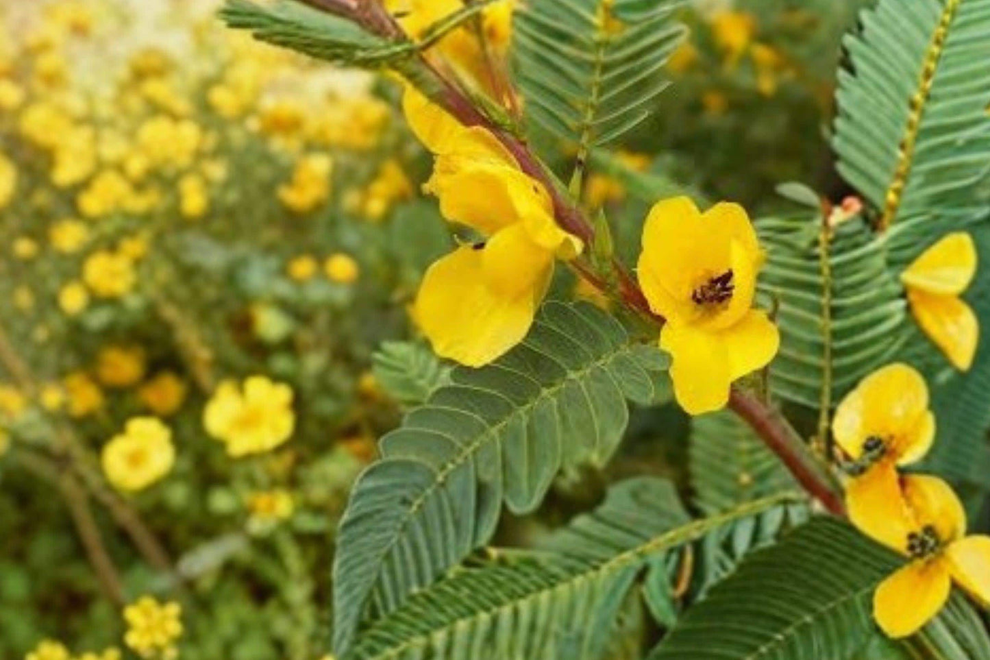 100 Partridge Pea Seeds – Chamaecrista fasciculata – Native Wildflower – Pollinator Plant – Nitrogen Fixer