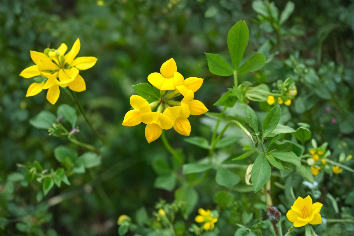 100 Birds Foot Trefoil Seeds – Lotus corniculatus – Forage Plant – Pollinator Flower – Groundcover