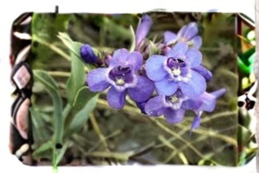 100 mg Penstemon nitidus Seeds – Waxleaf Beardtongue Native Wildflower for Pollinator Gardens