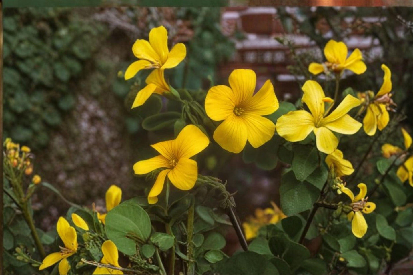 10 Chilean Yellow Clover Seeds – Oxalis valdiviensis – Yellow Sorrel Plant