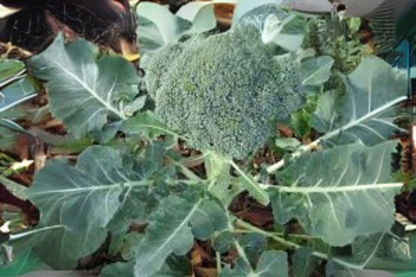 300 Calabrese Broccoli Seeds: Heirloom Green Sprouting Variety