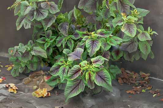 500 Red Stripe Amaranth Seeds: Tricolor Heirloom Vegetable Garden