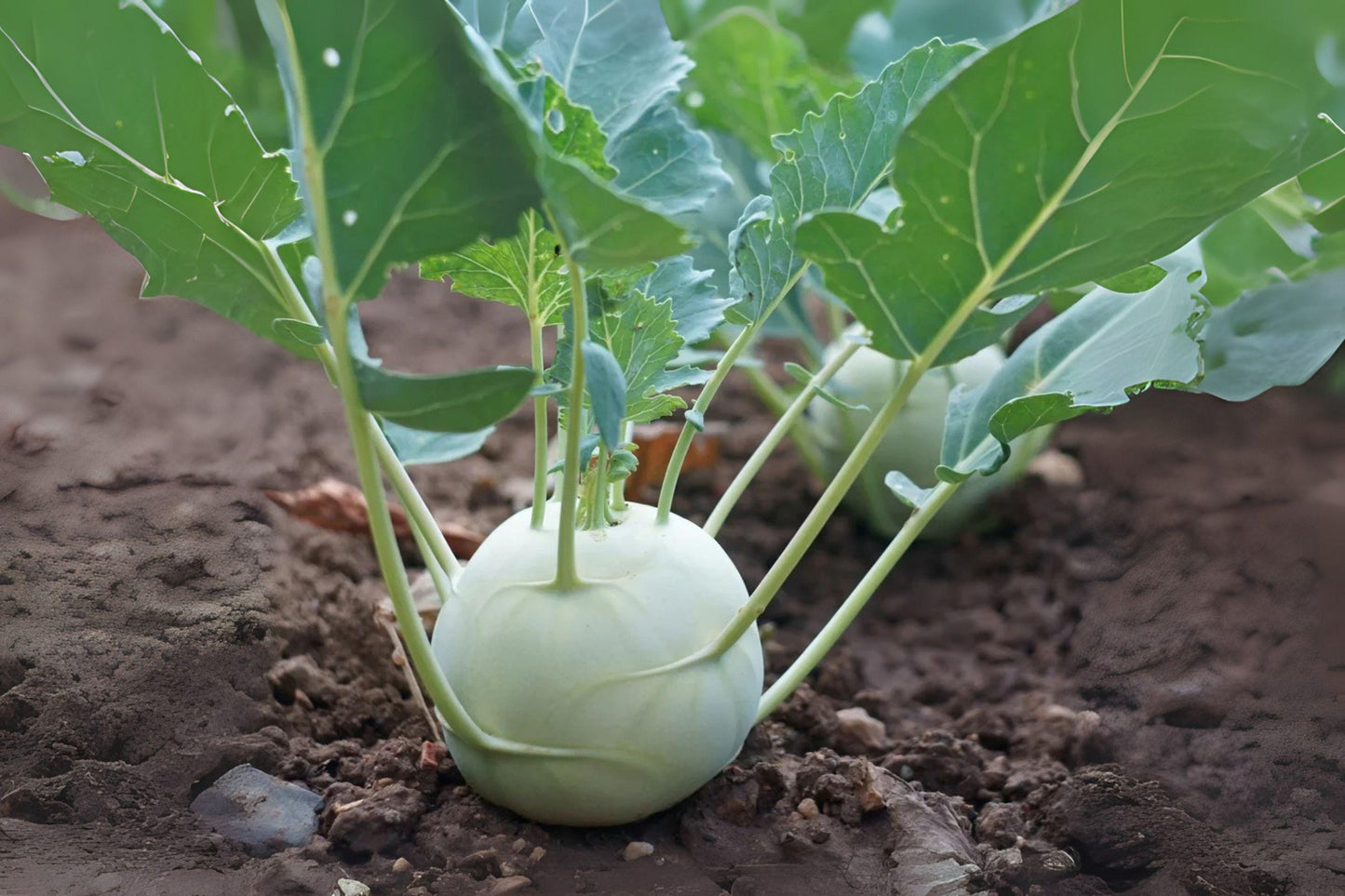 150 White Vienna Kohlrabi Seeds – Heirloom Vegetable