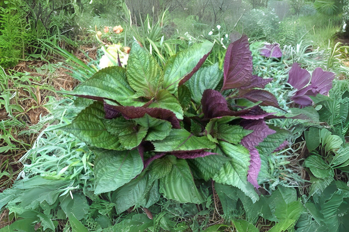 Red Leaf Perilla Shiso Seeds: Korean & Japanese Culinary Herb (400 Seeds)