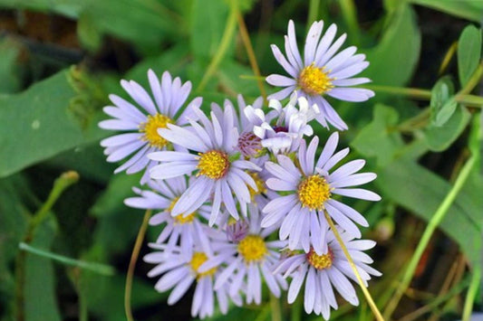 100 Smooth Blue Aster Seeds – Symphyotrichum laeve – Native Wildflower – Pollinator Plant – Fall Blooms