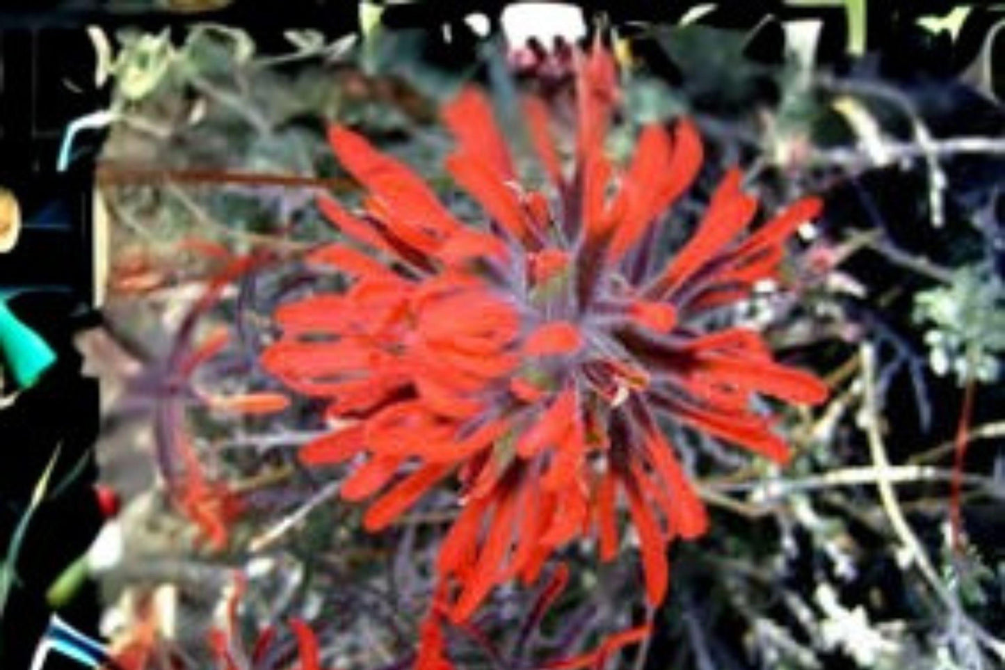 50 Seeds for Planting Castilleja angustifolia v. dubia – Northwestern Indian Paintbrush Wildflower