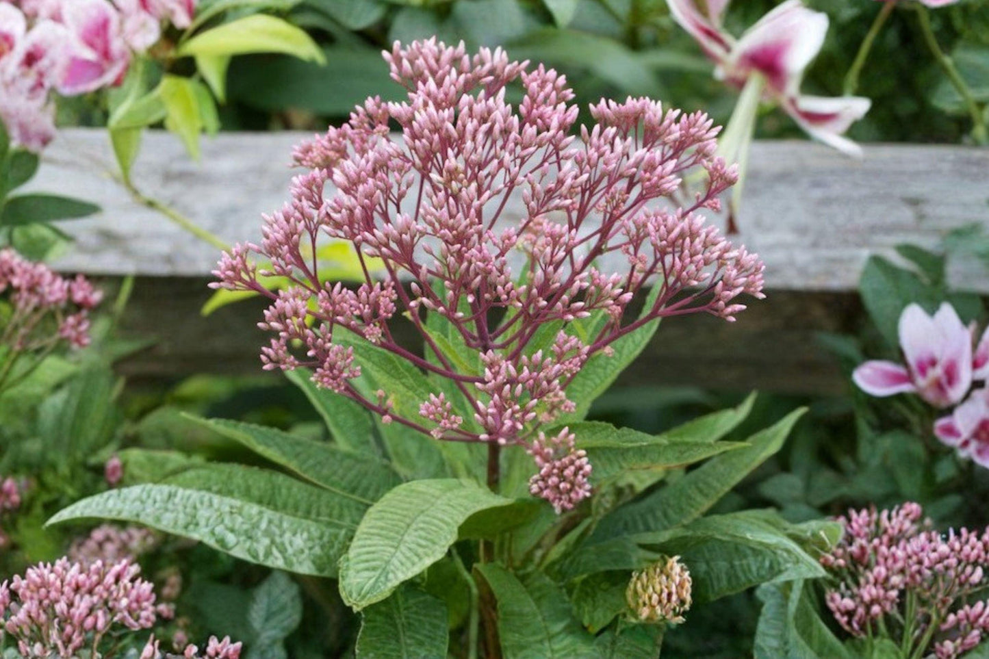 100 Joe Pye Weed Seeds – Eutrochium maculatum – Native Pollinator Flower