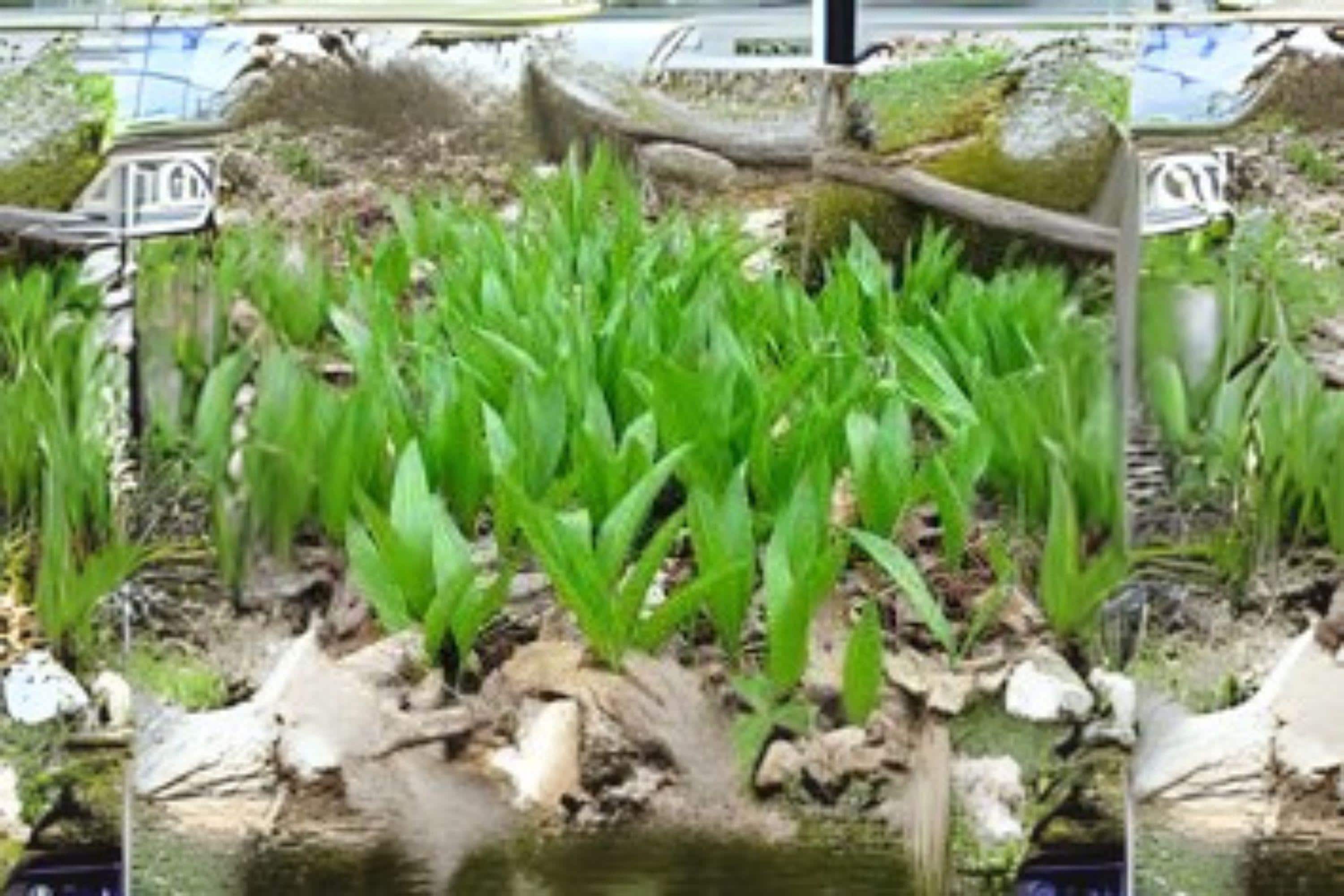 Wild Leek Ramp Seeds: Rare Woodland Edible Perennial Herb - 10 Seeds ...