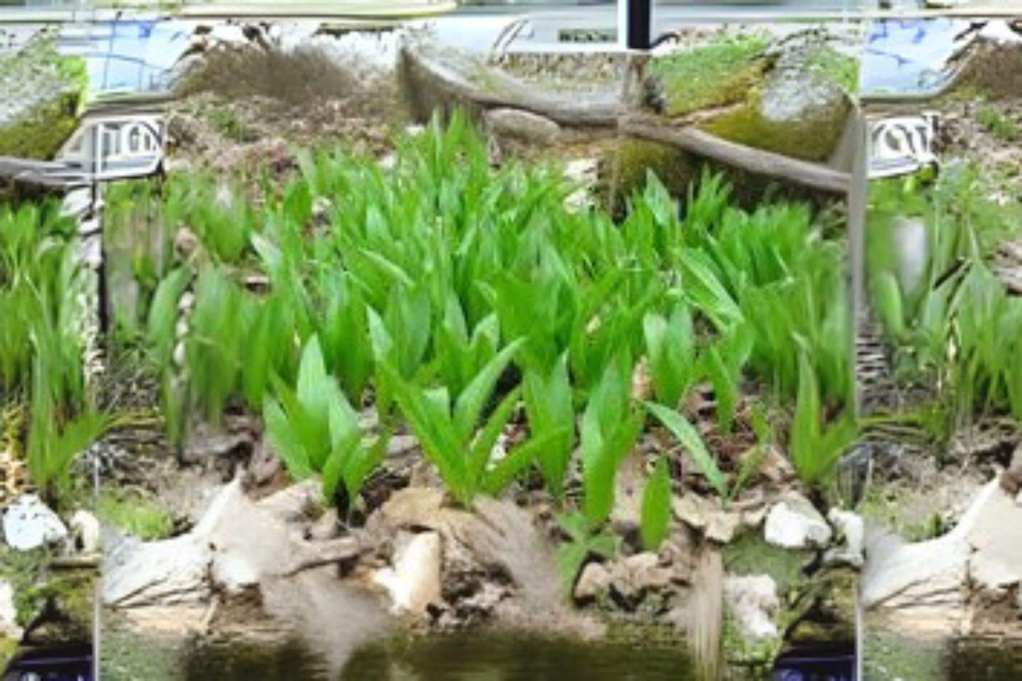 Wild Leek Ramp Seeds: Rare Woodland Edible Perennial Herb - 10 Seeds