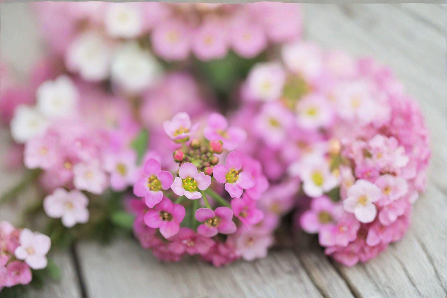 100 Pink Sweet Alyssum Seeds – Lobularia maritima – Dwarf Fragrant Border Flower