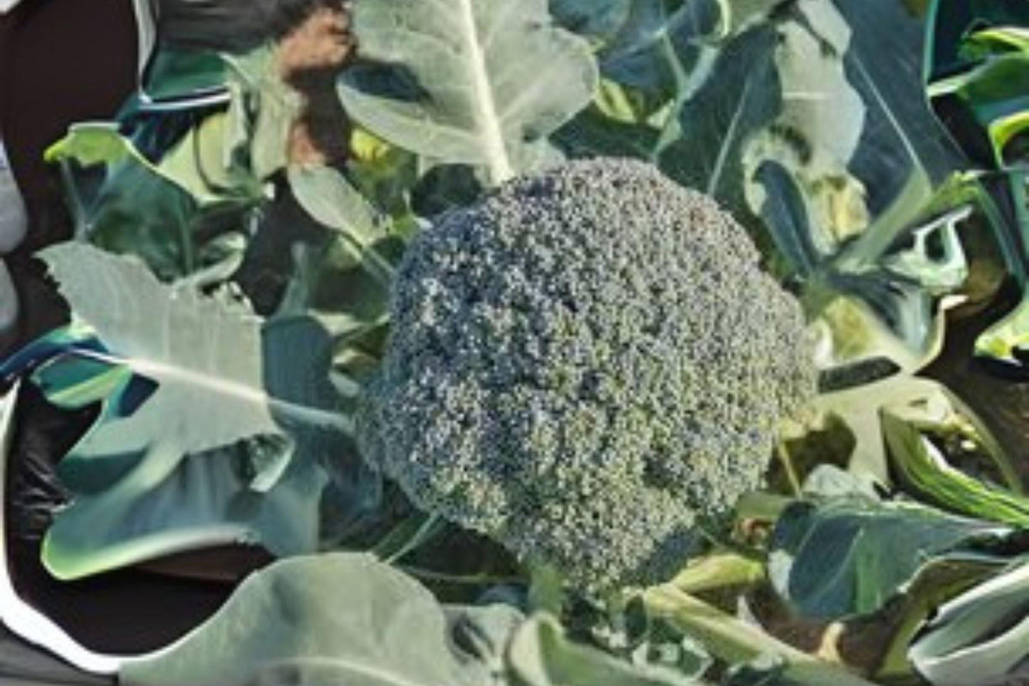 Waltham 29 Broccoli Seeds: Heirloom, Cold-Hardy (300 Seeds)