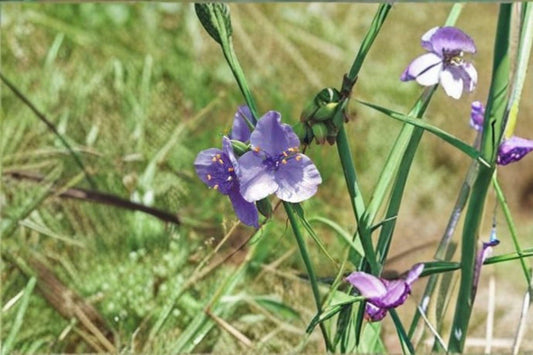 150 Prairie Spiderwort Seeds – Native Wildflower with Blue Blooms, Pollinator Plant for Meadows & Gardens