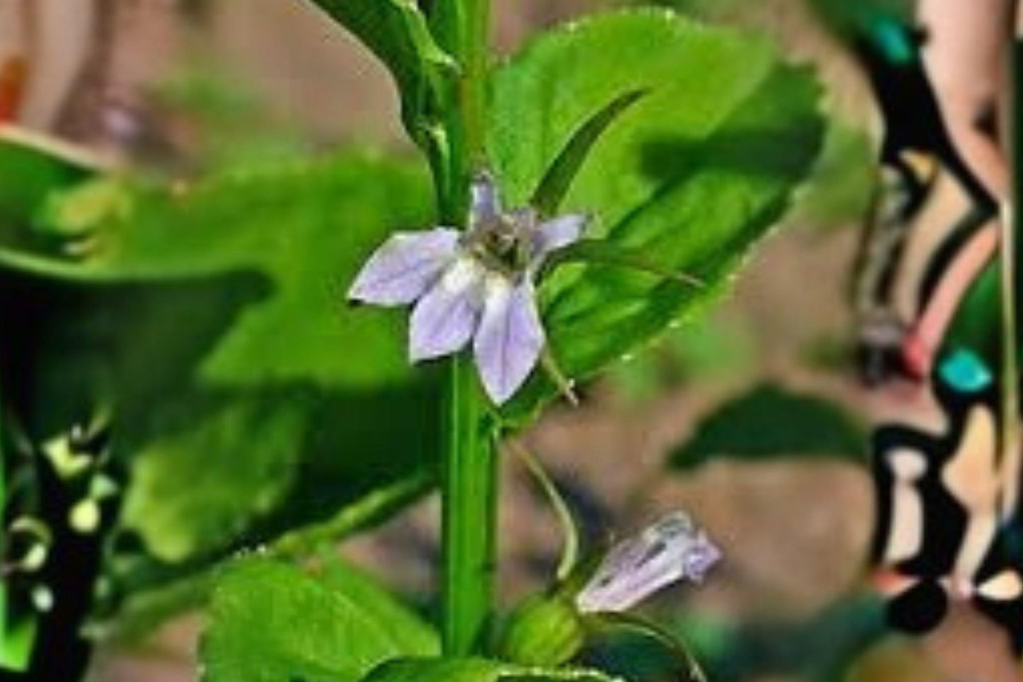 500 Seeds Lobelia inflata — Indian Tobacco, Native Annual Wildflower for Naturalized Gardens