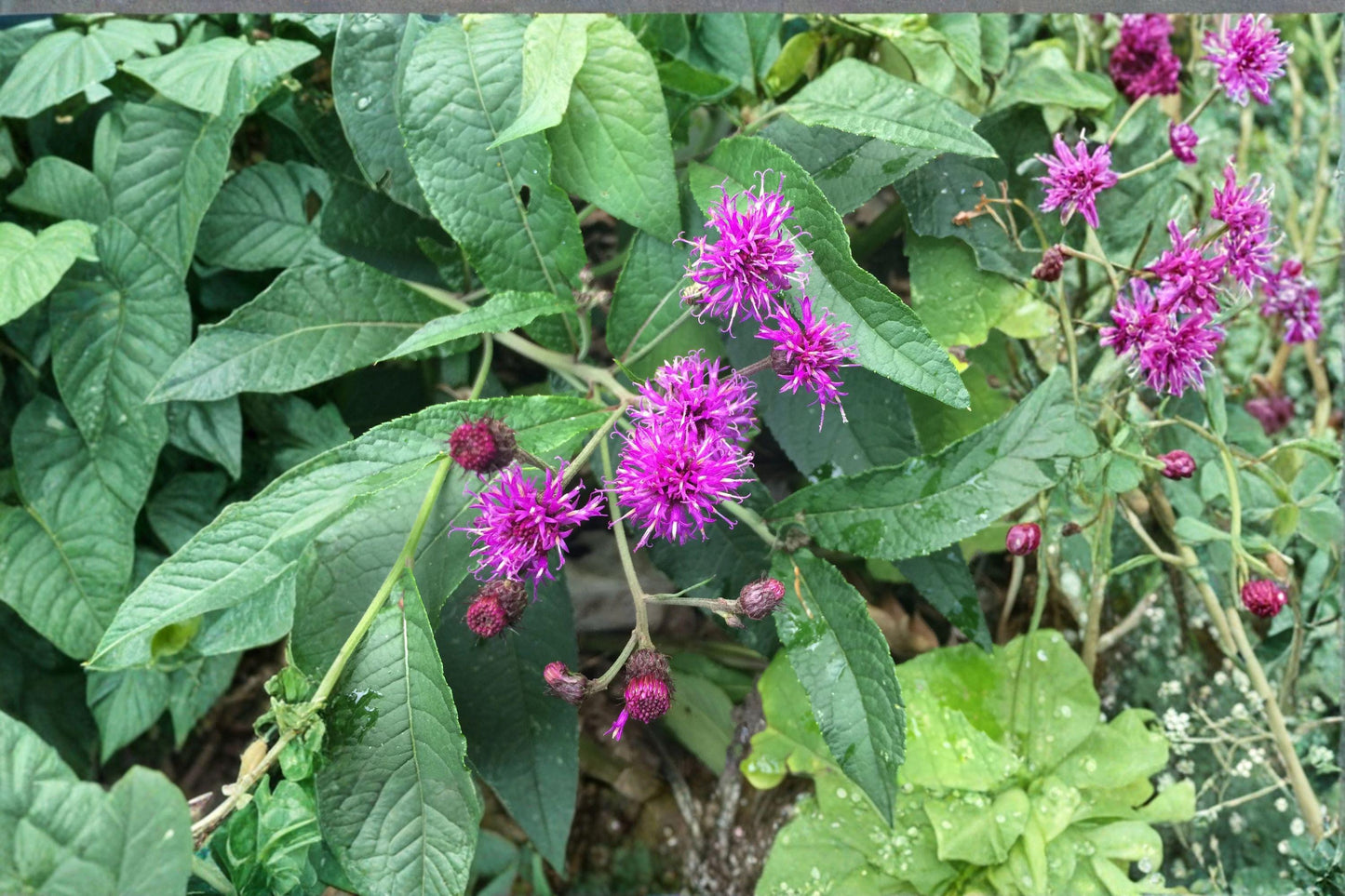 100 mg seeds for planting Vernonia noveboracensis (New York Ironweed)