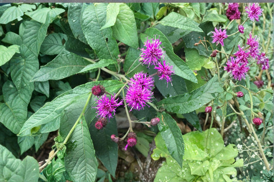 100 mg seeds for planting Vernonia noveboracensis (New York Ironweed)