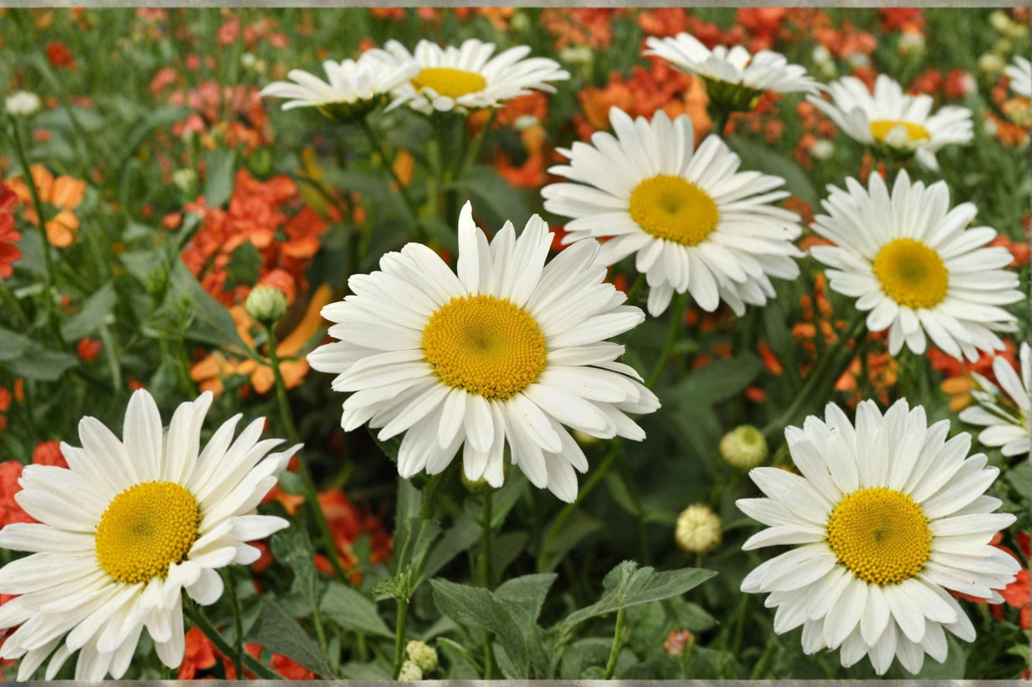 100 Seeds Leucanthemum × superbum — Shasta Daisy, Classic White Blooms for Pollinator Gardens