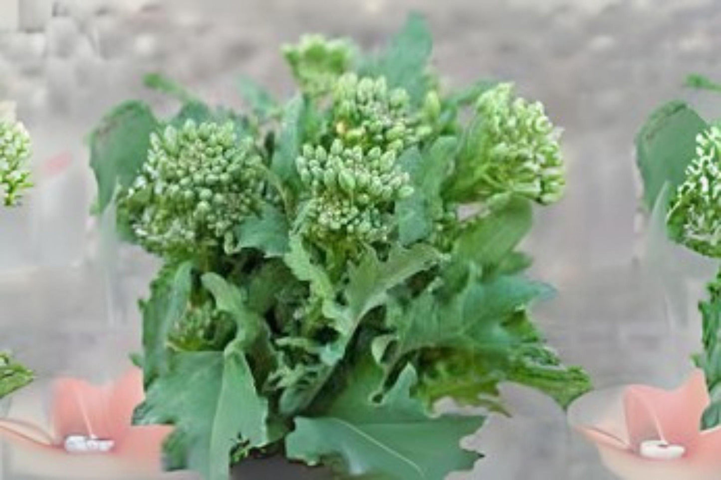 150 Broccoli Raab Rapini Seeds: Italian Heirloom, Fast-Growing Greens