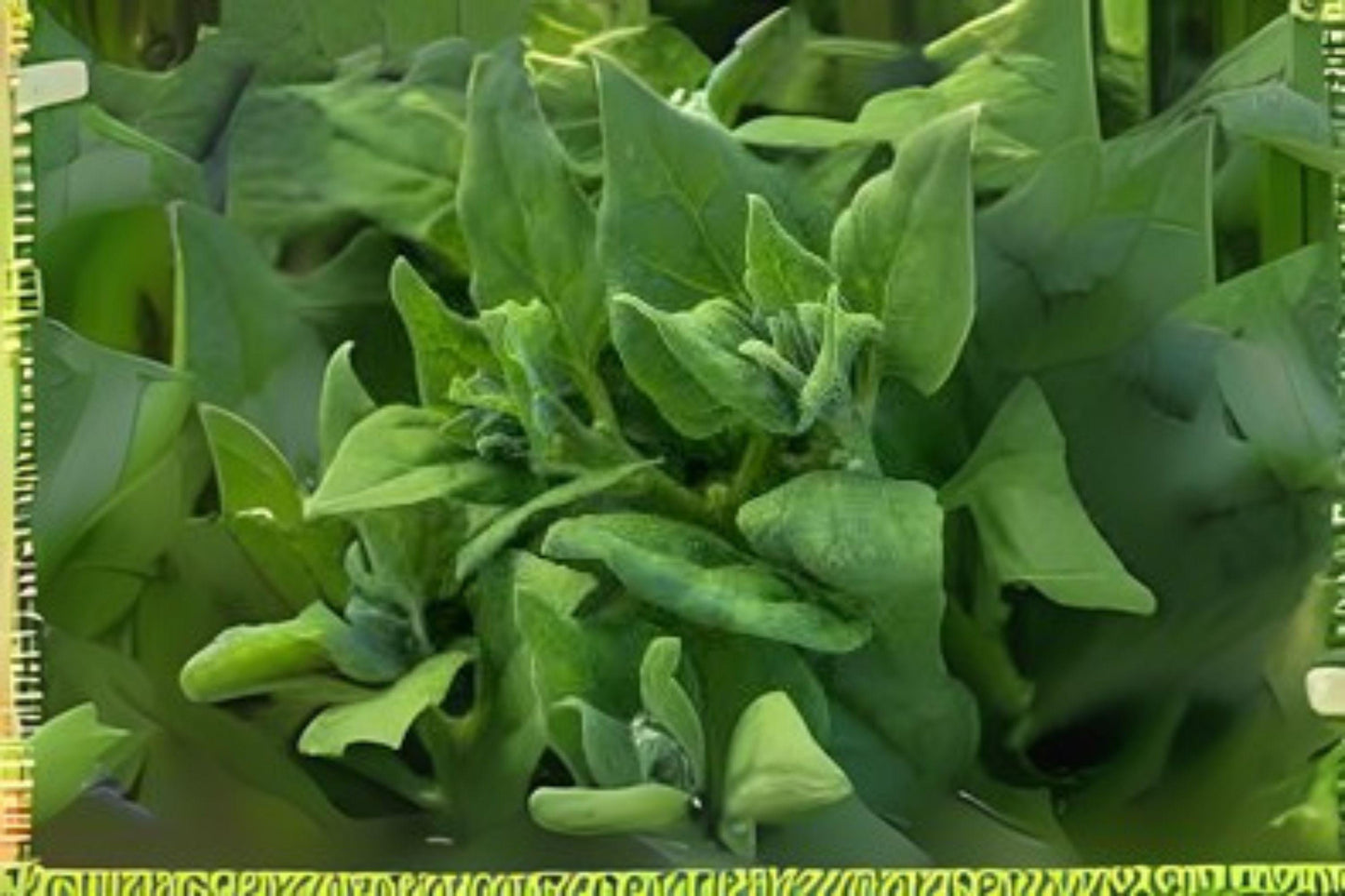 1g Seeds Spinach New Zealand | Heat Tolerant Leafy Green | Heirloom Vegetable for Home Garden