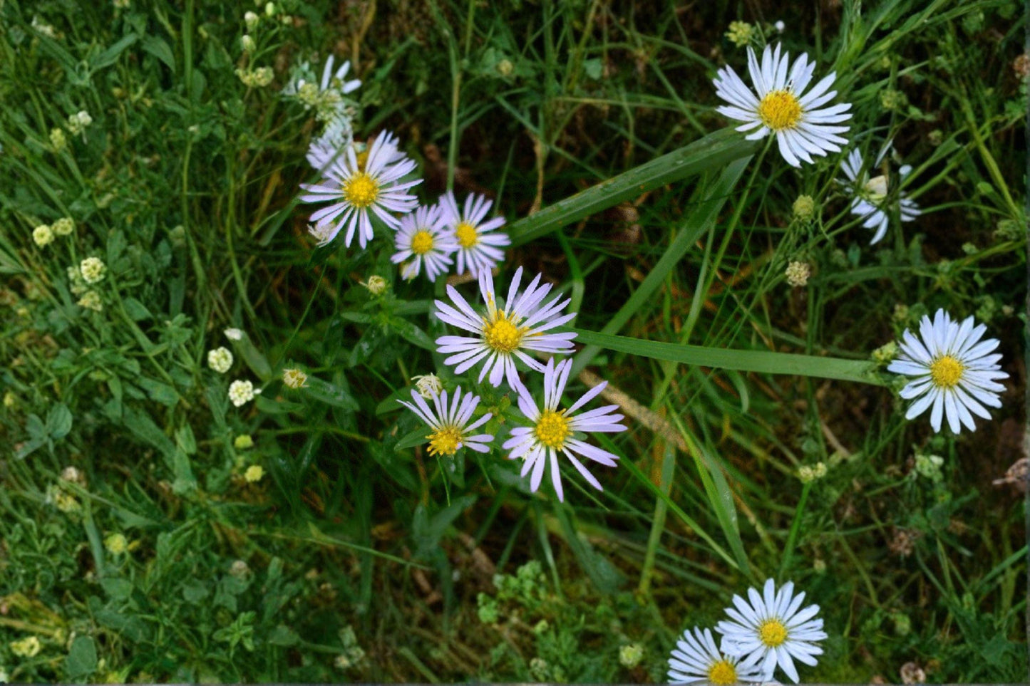 100 New York Aster Seeds – Symphyotrichum novi belgii – Native Wildflower