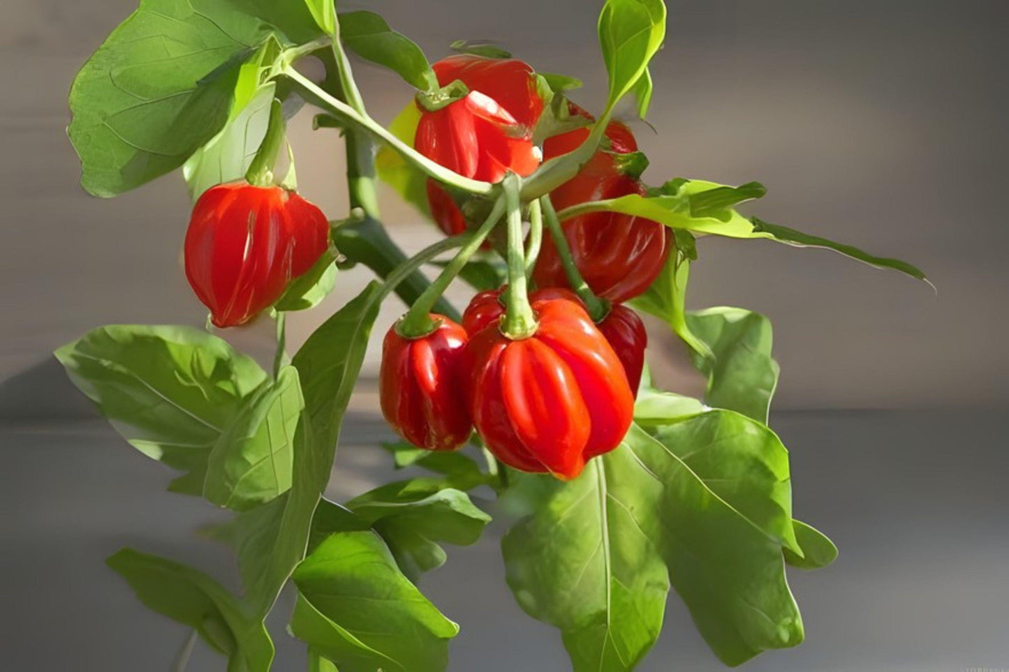 Scotch Bonnet Red Hot Pepper Seeds: Fiery Caribbean Chili