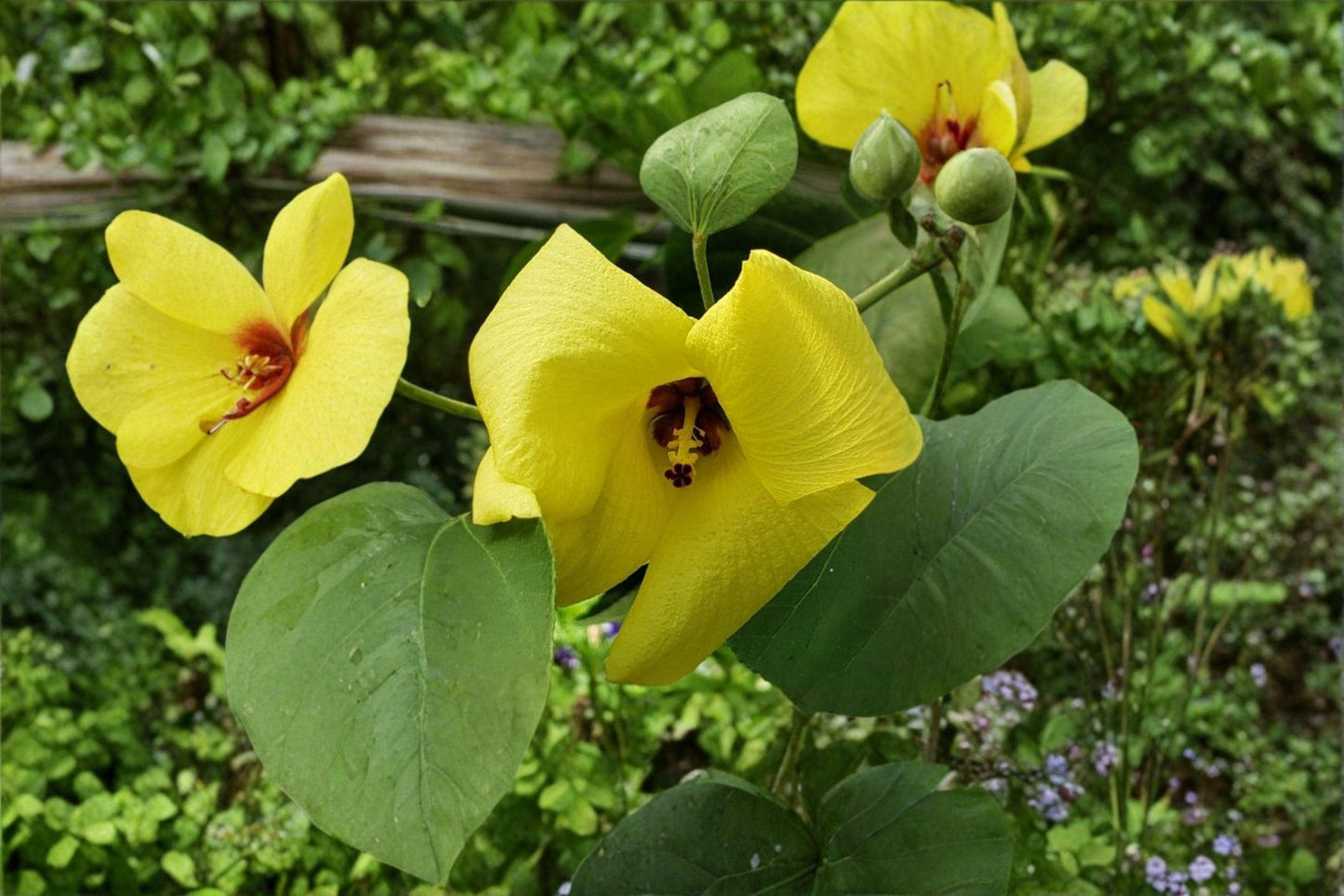 10 Hibiscus hamabo Seeds – Hardy Rose of Sharon – Rare Yellow Flower Shrub