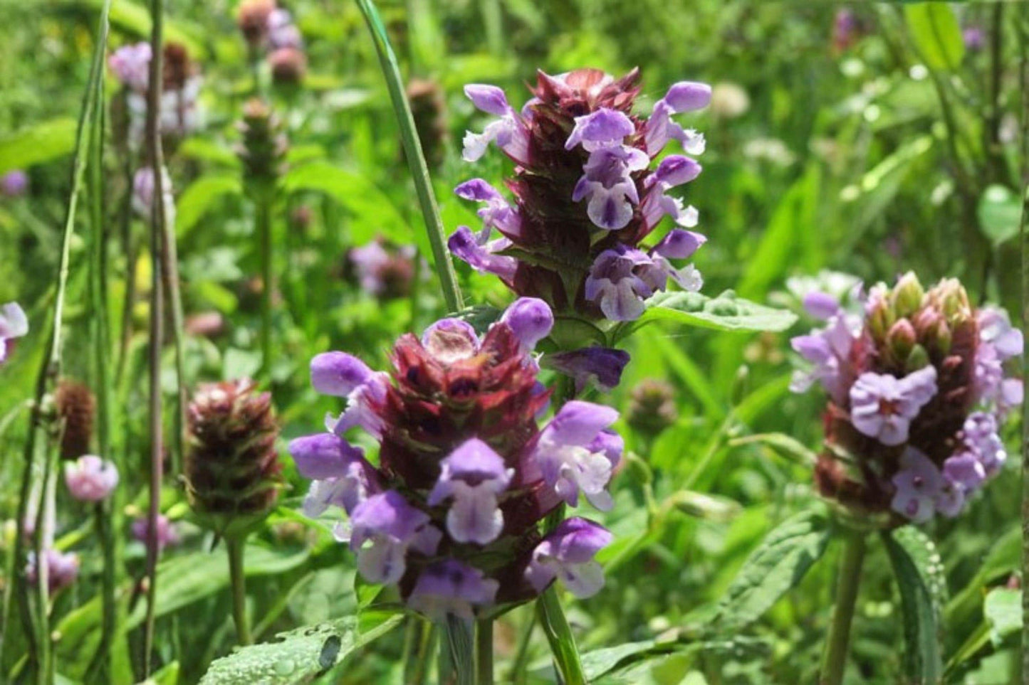 100 Heal All Seeds – Prunella vulgaris – Self Heal Herb – Pollinator Plant – Edible Groundcover